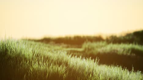 green field at sunrise with blue sky