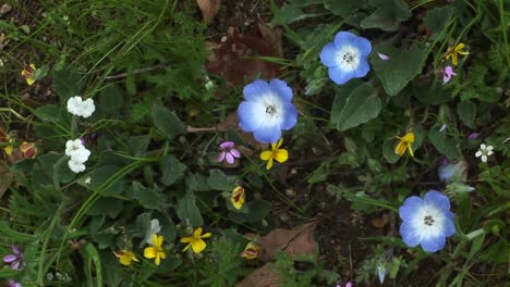 Primer-Plano-De-Flores-Silvestres-De-Primavera-En-El-Parque-Nacional-Sequoia