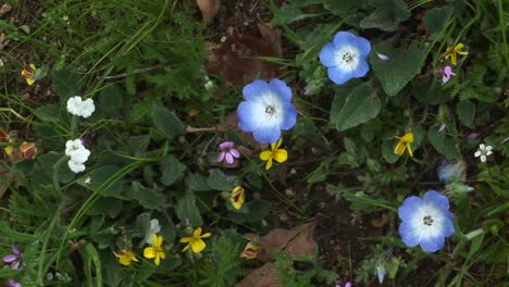 primer plano de las flores silvestres de primavera en el parque nacional de las secuoyas