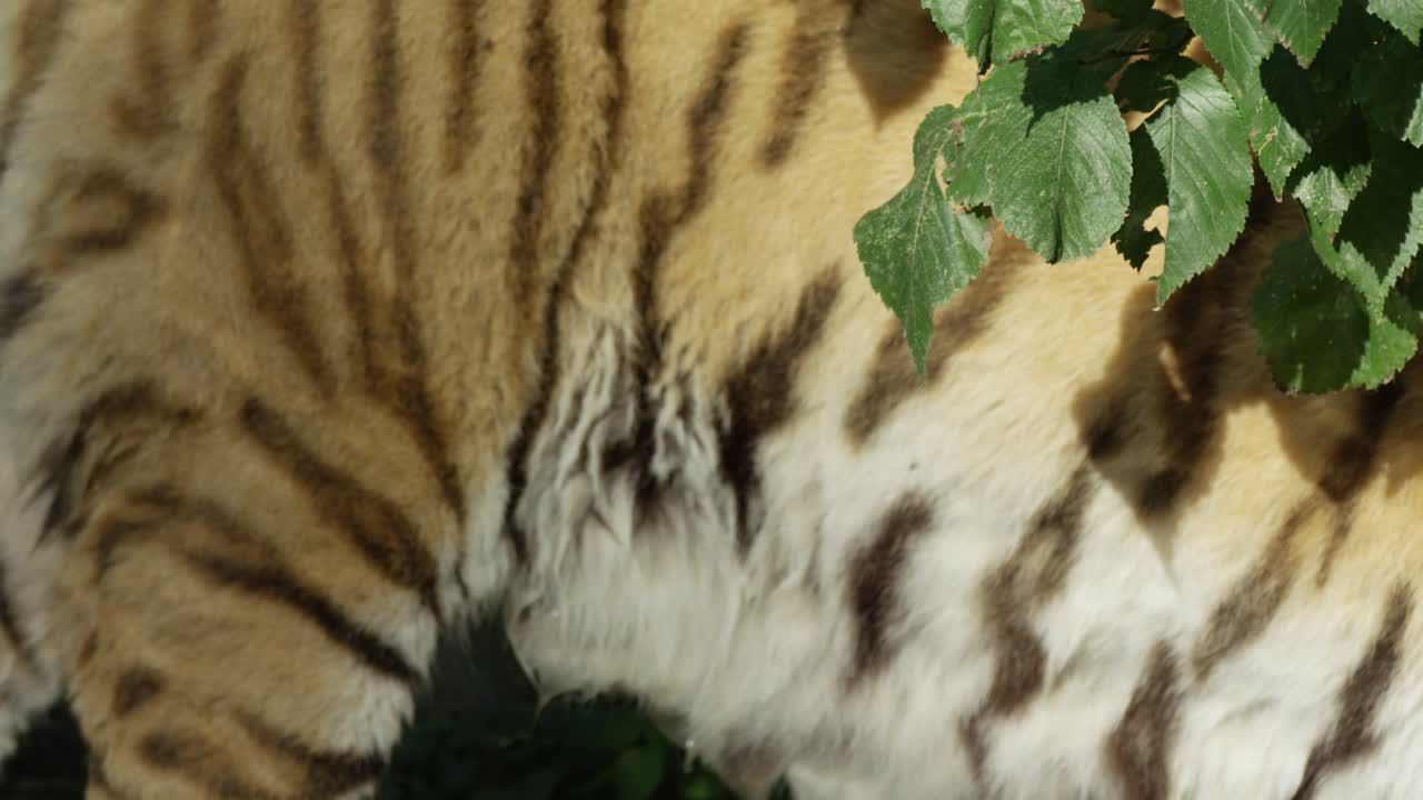 호랑이의 얼굴과 털, 근접, 따뜻하고  ⁇ 은 날, 자연과 정글, 빨간 4k