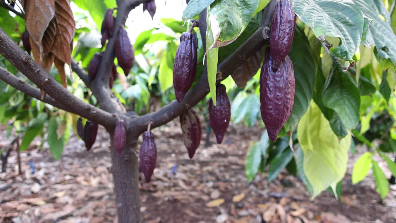 Pull Away Shot Of Red Cacao Pods Growing On Tree