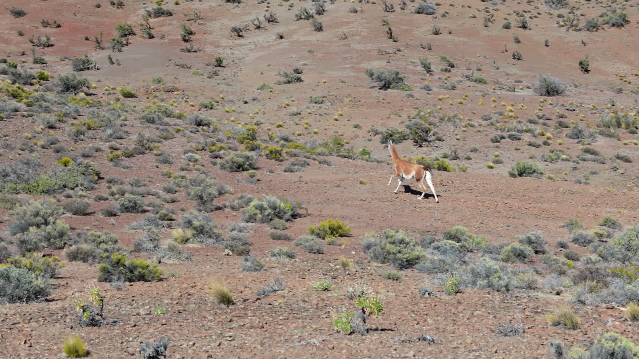 Lama guanicoe camelid or Guanaco, running free in the Patagonian steppe, surrounded by sparse vegetation and rocky terrain, showcasing the unique wildlife and landscape of Chubut province, Argentina