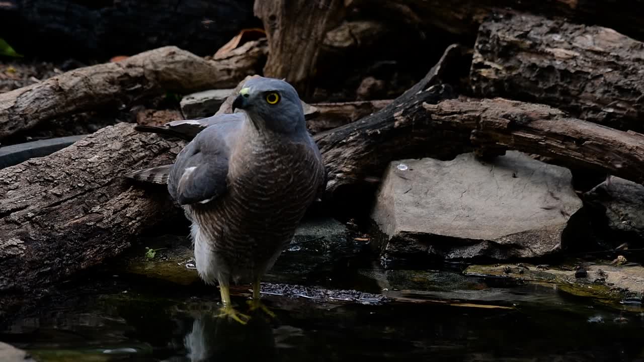 Lo Shikra è un piccolo rapace presente in Asia e Africa