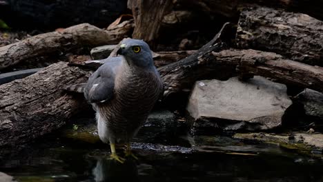 The-Shikra-is-a-small-Bird-of-Prey-found-in-Asia-and-Africa