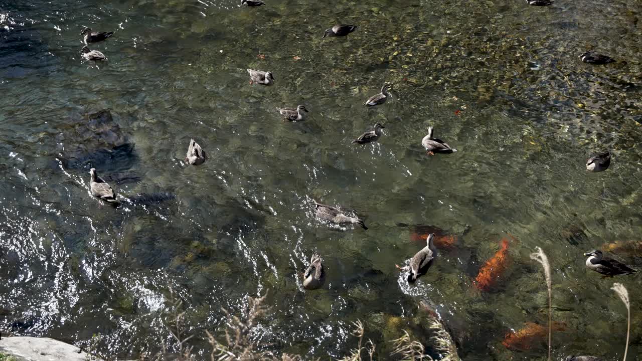 Ducks swimming on the transparent surface of Miyagawa river with colorful koi fish swimming underneath, in Takayama, Japan