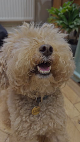 adorable toy poodle dog indoors relaxing in vertical