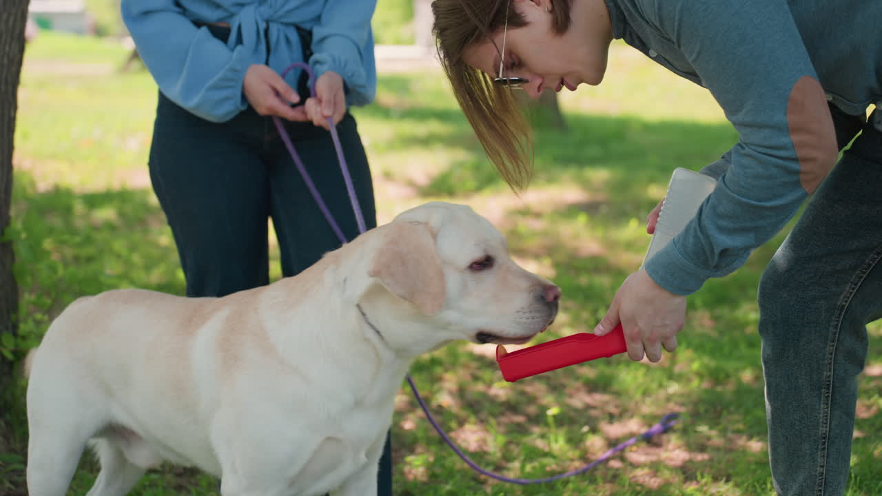 래브라도가 야외에서 장난감을 가져오고, 리트리버와 어시스턴트가 공원에서 즐겁게 장난감을 던지고 가져오는 활동을 합니다. 래브라도와 도우미는 무성한 공원 환경에서 빨간색 모형 장난감으로 가져오기 게임을 시연합니다.