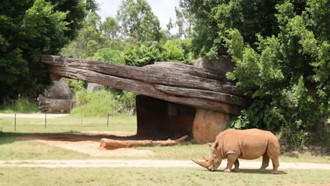 a rhino moves steadily across a grassy enclosure