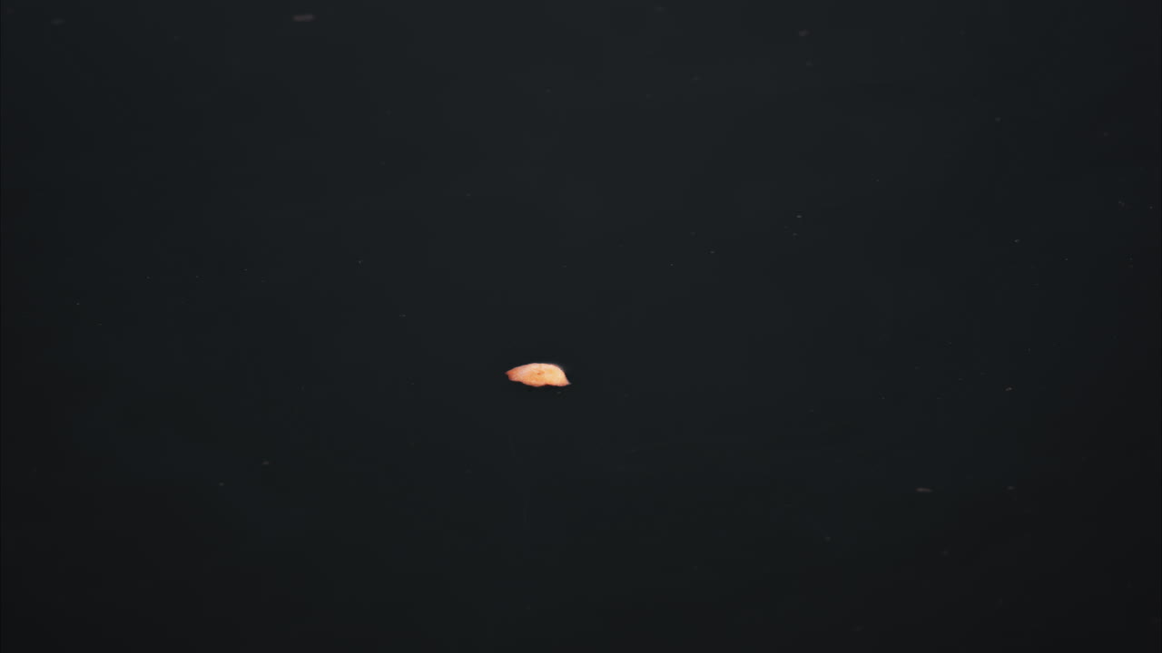 Close up of a seagull flying above the sea and picking food from the water
