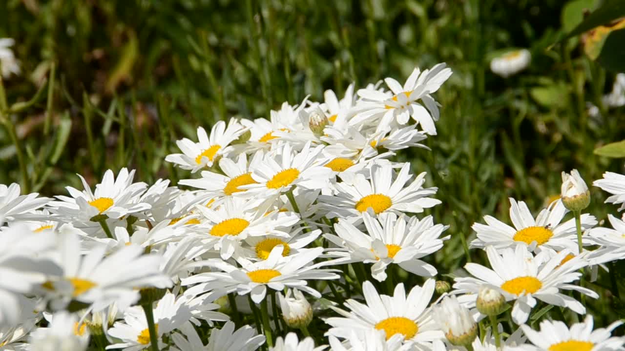 Fiore