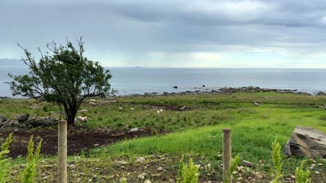 fotografía panorámica de una pequeña granja de cerdos familiar en la costa verde en una parte rural de noruega en el verano con lluvias lejanas y matorrales