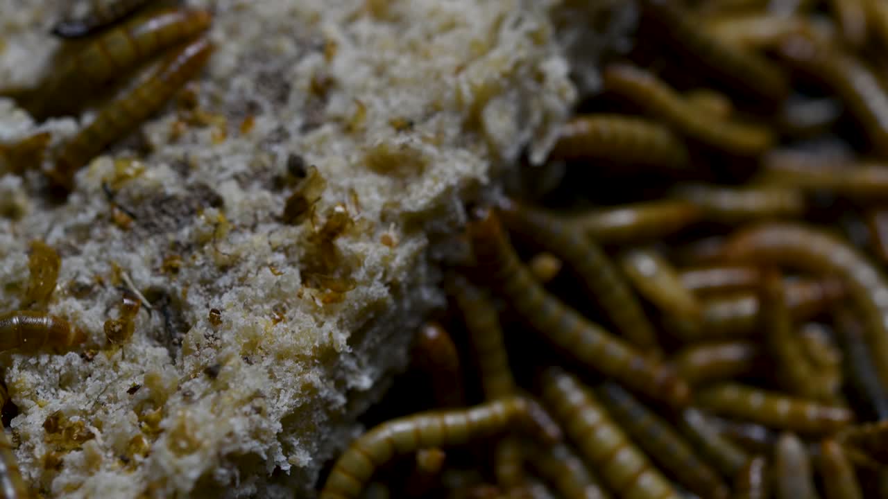 мучной червь - вид жука-чернотелки, используемый для кормления домашних животных, таких как рыбы, змеи, птицы и лягушки