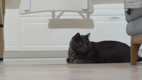 adult gray cat watching a robot vacuum cleaner cleaning the floor in the house, white robotic vacuum cleaner work on wooden floor with laminate in apartment room.