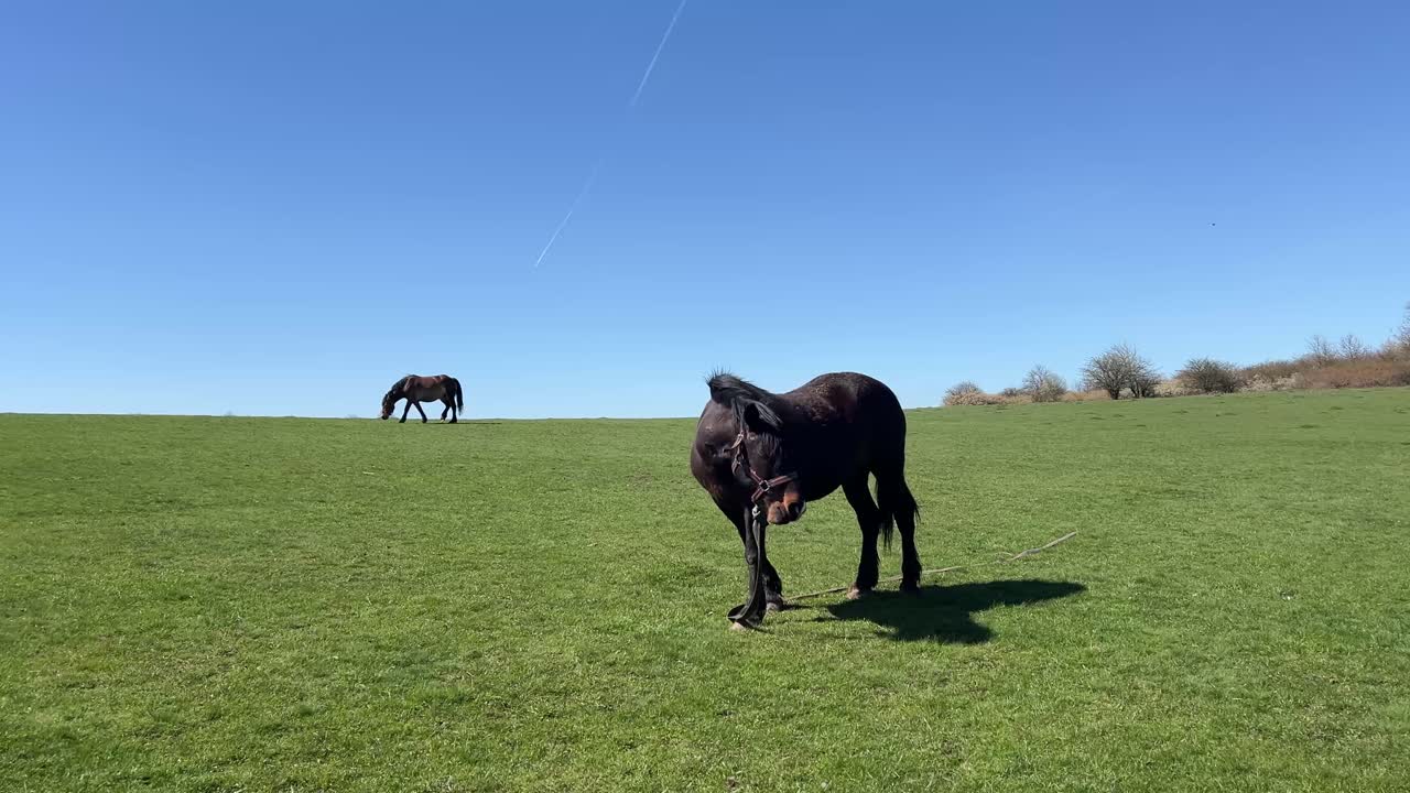 A beautiful black horse on a fresh green grass field with a perfect blue sky on a sunny day in spring.