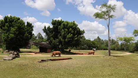 elephants roam and graze under sunny skies