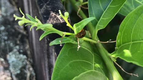 Black-spotted-lady-bird-beetle-crawling-along-the-stem-of-a-green-plant