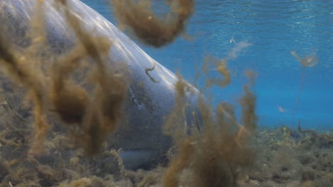 manatee swimming through algae debris in the florida springs