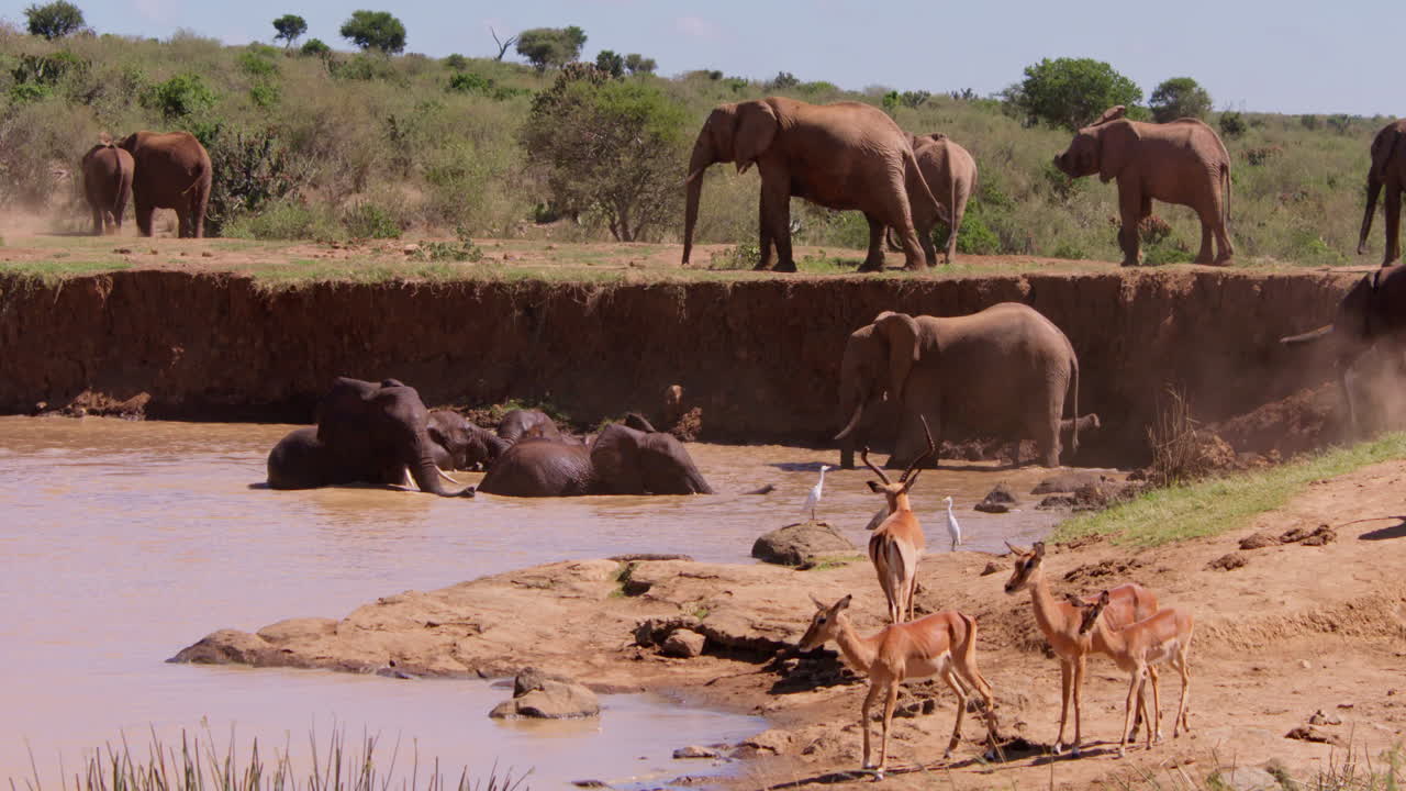 Manada de Elefantes-da-savana africanos bebendo em um bebedouro