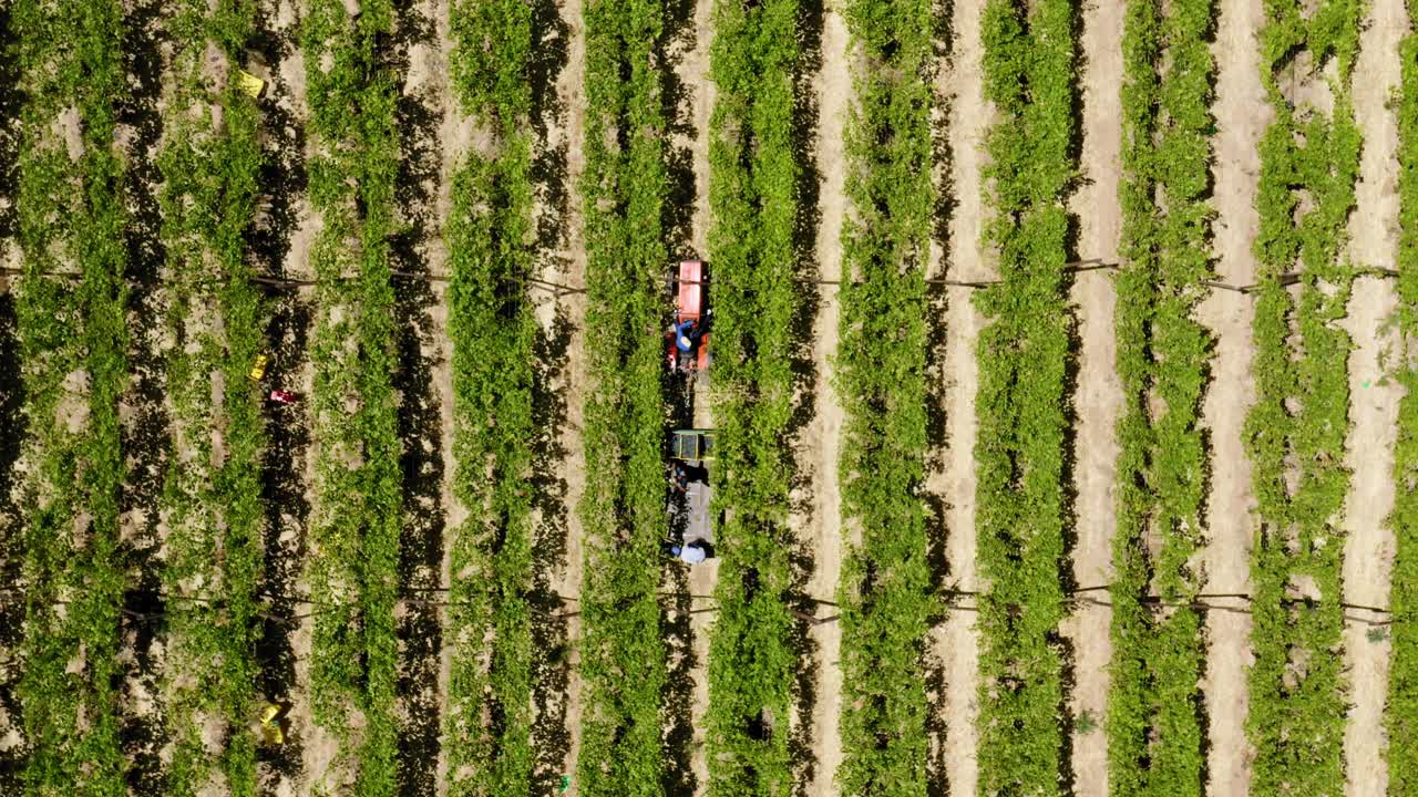 un viñedo en worcester, sudáfrica