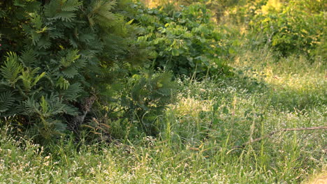 Leopard-cubs-hiding-in-bush-in-South-Africa,-long-shot