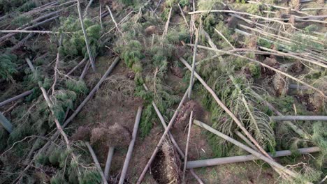 cinematic aerial drone footage rising slowly up above a devastated forest of windblown pine trees that have all been blown over in forestry plantation during an extreme storm event in scotland