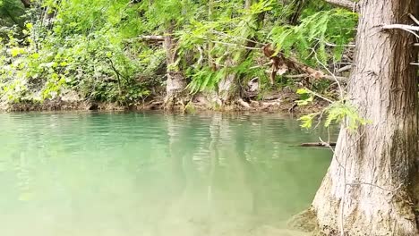 Agua-Natural-Tranquila-Cerca-De-Algunos-árboles,-Sin-Movimiento