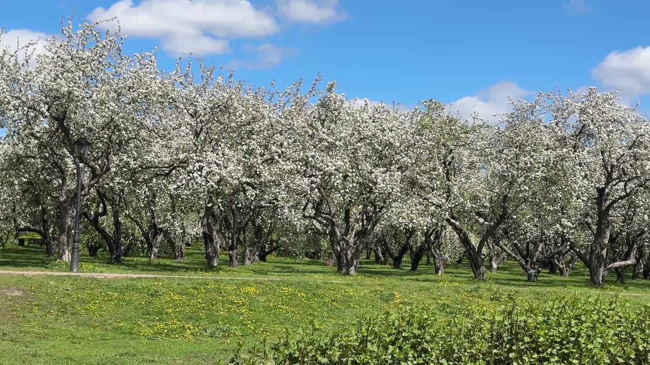 A huge blooming apple orchard in the city center