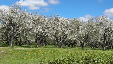 a huge blooming apple orchard in the city center