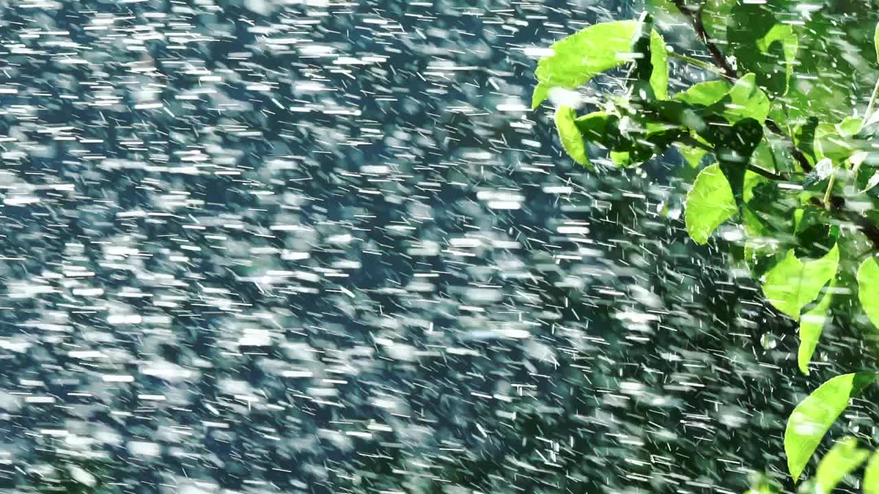 Rain water falling on green leaves. Watering plants from the sprinkler in the garden. Slow motion.