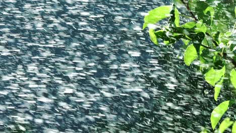 rain water falling on green leaves. watering plants from the sprinkler in the garden. slow motion.