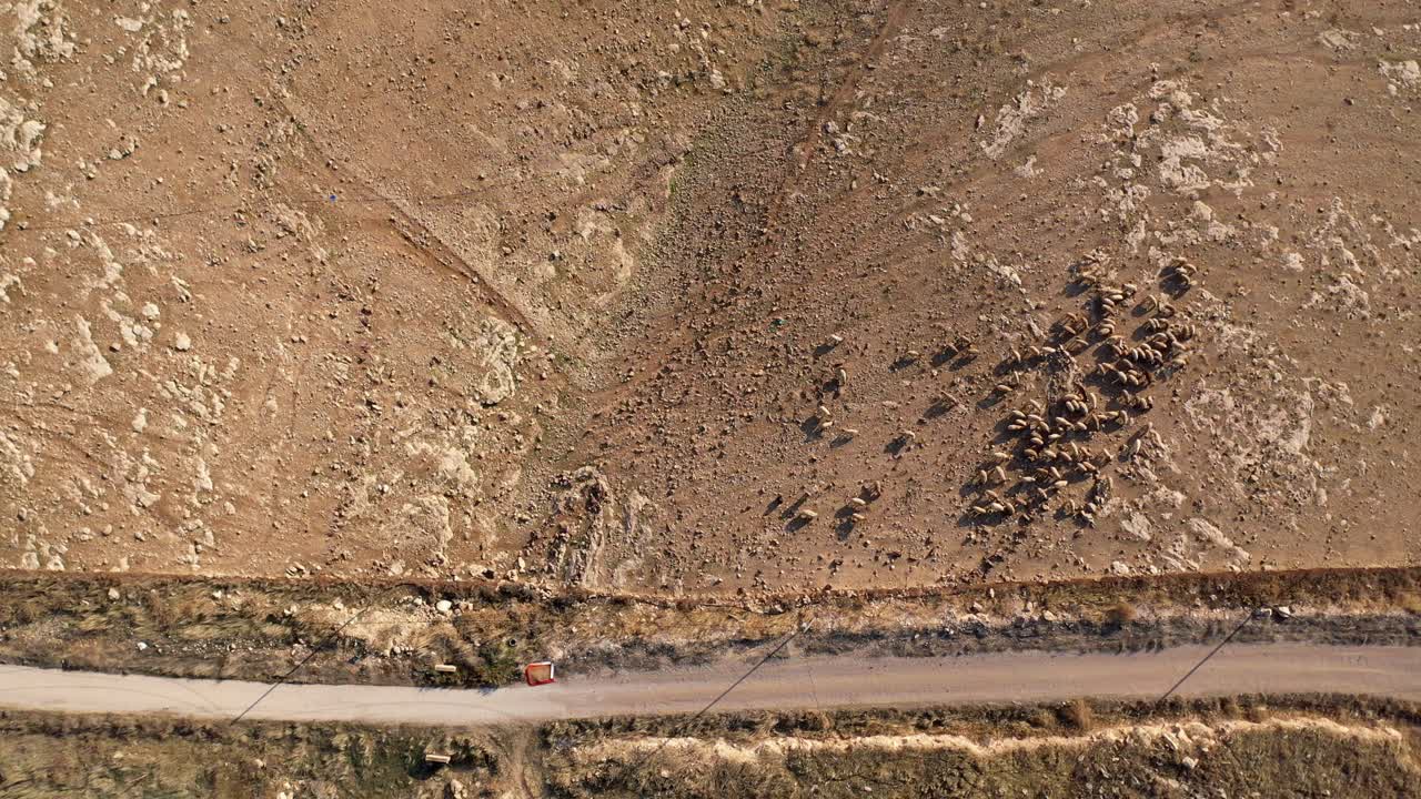 Sheep Flock in Dry Field - Aerial View