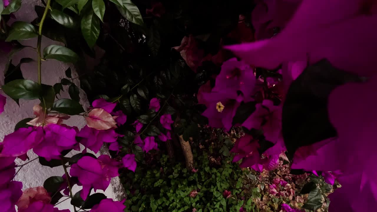 una vista vibrante de las flores de magenta bougainvillea contra hojas verdes y un tronco de árbol