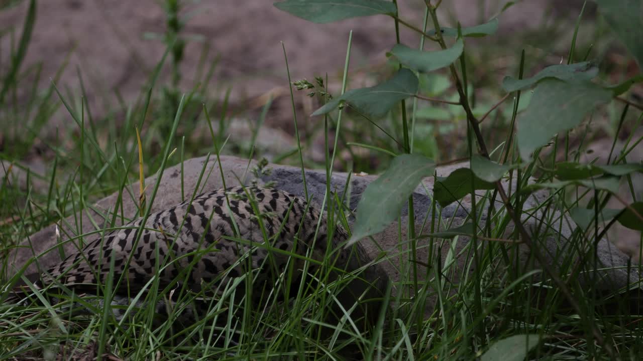 땅을 쪼아대는 깜빡임
