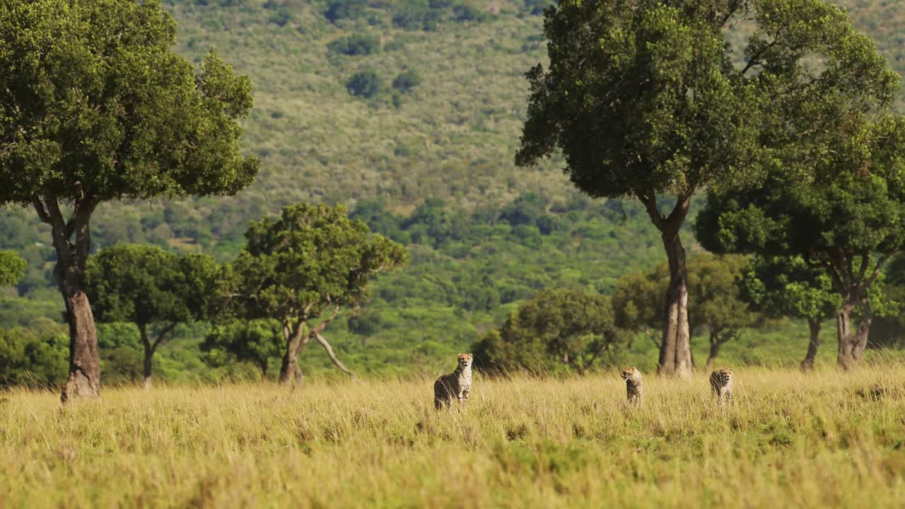 movimiento lento de la vida silvestre de maasai mara familia de guepardos caminando en la larga hierba de la sabana, kenia, áfrica, animales de safari africanos en masai mara, hermoso animal en el paisaje de la sabana