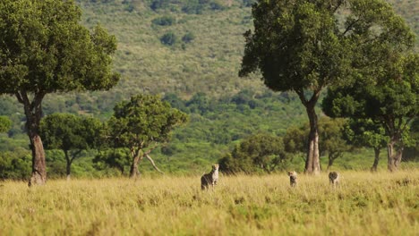 slow motion of maasai mara wildlife cheetah family walking in long savanna grass, kenya, africa, african safari animals in masai mara, beautiful animal in savannah landscape scenery