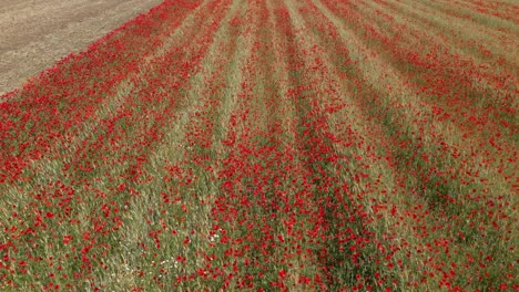 vuelo con un dron sobre un campo de cultivo de cereales invadido por amapolas rojas, la gran mayoría de las cuales impresionan con su llamativo color rojo en una mañana de primavera en la provincia de toledo, españa