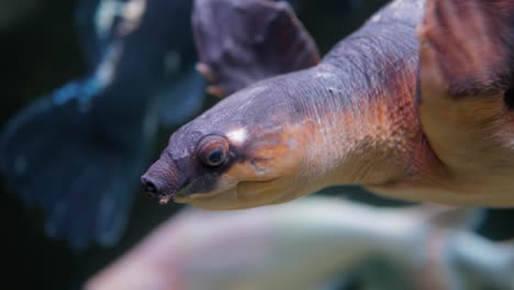 Die-Schweinsnasenschildkröte-(Carettochelys-Insculpta),-Auch-Flussschildkröte,-Grübchenschildkröte-Und-Warrajanschildkröte-Genannt,-Ist-Eine-Schildkrötenart,-Die-Im-Norden-Australiens-Und-Im-Süden-Neuguineas-Heimisch-Ist.