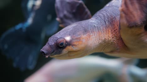 la tortuga de nariz de cerdo (carettochelys insculpta), también conocida como tortuga del río fly, tortuga con cáscara perforada y warrajan, es una especie de tortuga que es nativa del norte de australia y el sur de nueva guinea.