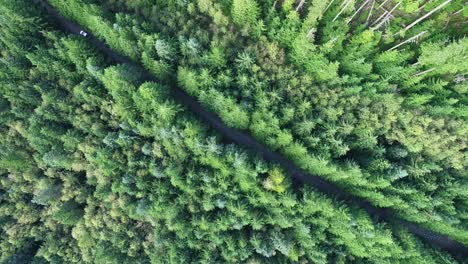 Car-driving-though-trees-looking-down.-Light-snow