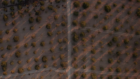 Topdown-Des-Pistazienhains,-Anbau-In-Der-Steppe-Bei-Sonnenuntergang-In-Der-Nähe-Von-Gaziantep,-Türkei