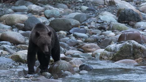 male grizzly bear walks along rocky river bank during blue hour light