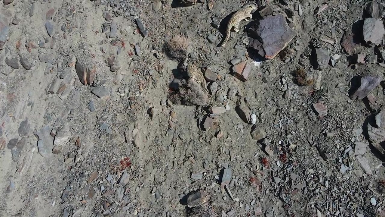 Vild sneleopardmor med unge, der bevæger sig rundt på et klippefyldt bjerg i Himalaya