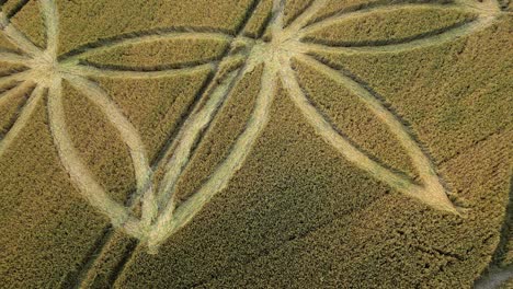 Drone-close-up-view,-flattened-wheat-crop-circle,-pulling-away,-Warminster,-UK