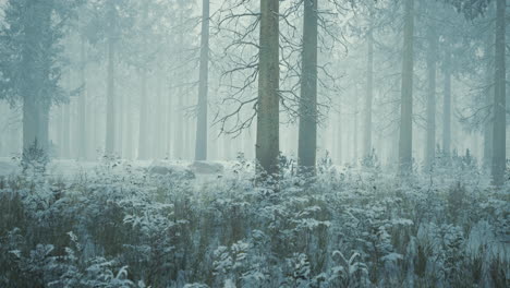 Invierno-En-Un-Bosque-De-Abetos-Cubierto-De-Nieve-Blanca-Y-Esponjosa