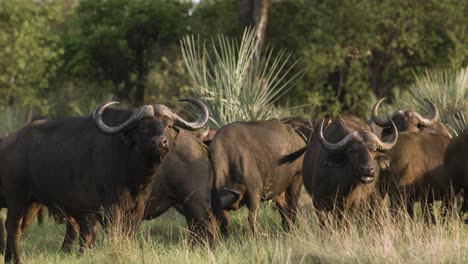 Una-Manada-De-Búfalos-En-La-Reserva-De-Botswana