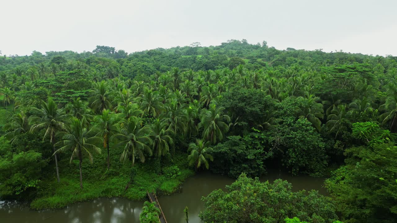 A fast aerial drone zooms over dense coconut trees, glimpses of lake visible, capturing vibrant tropical foliage in a dynamic, high-speed flyover of Laguna
