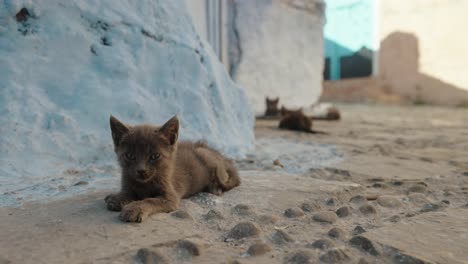 kittens lying in the ground in chefchaouen, morocco. - closeup shot