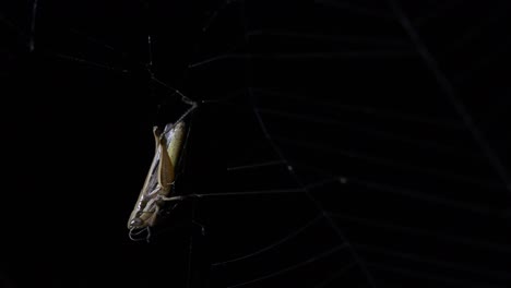 saltamontes boca abajo tratando de liberarse atrapado en una telaraña en medio de la noche