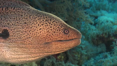 anguila morena gigante super cerca de arrecife de coral tropical