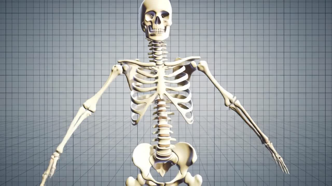 Realistic 3D Model of a Human Skeleton with Detailed Anatomy Representation and Grid Background, Ideal for Educational Purposes and Medical Studies